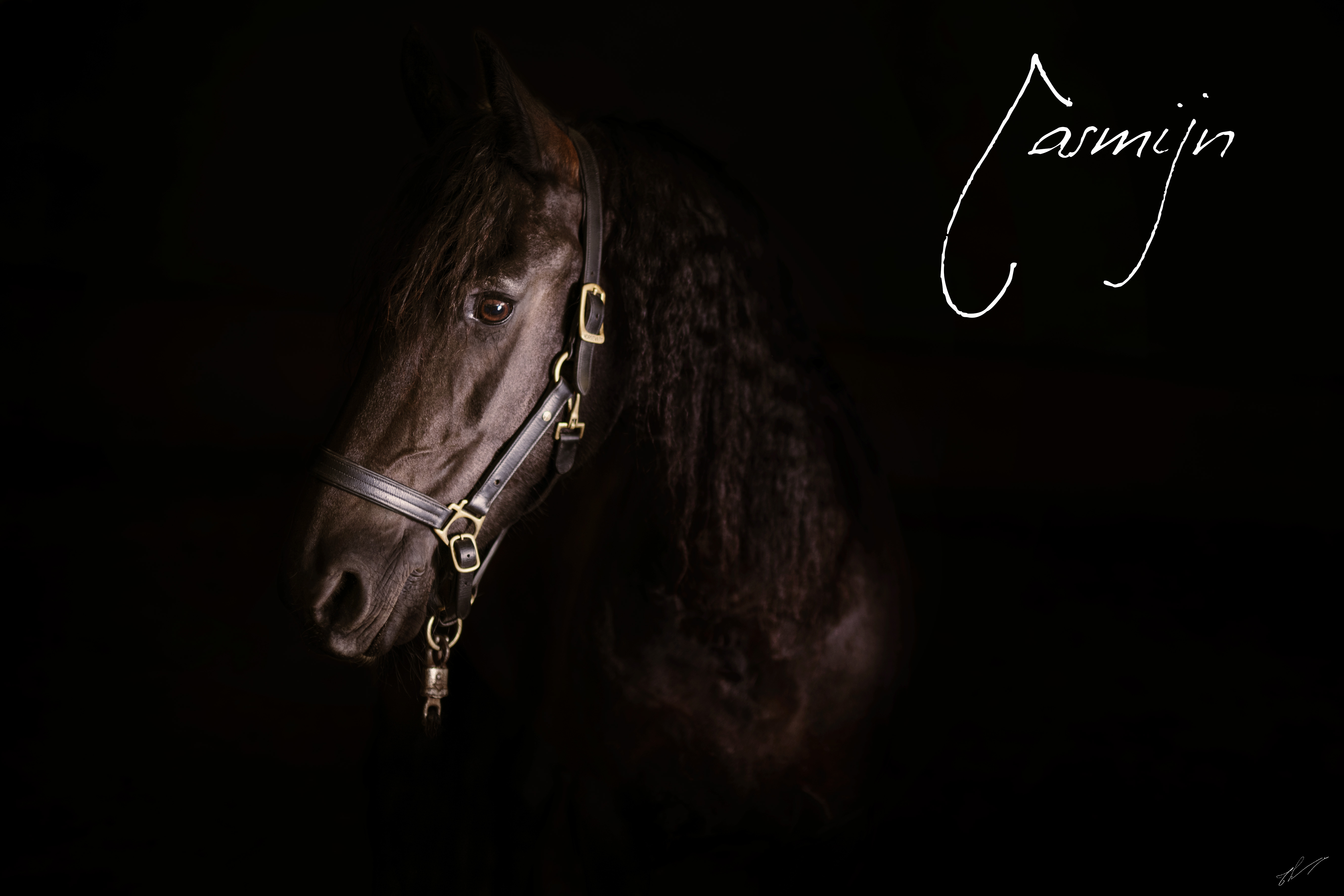 Projet artistique (EQUESTRE) Thierry WALTER  - Éluministe - Licornier